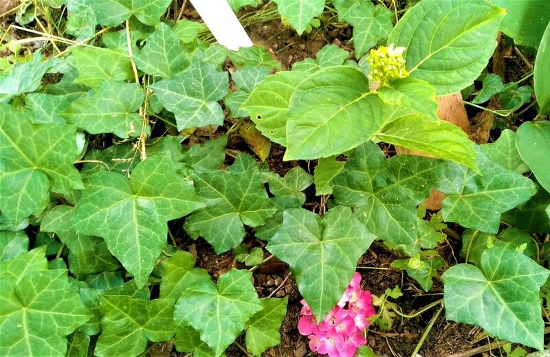 Листайте галерею для просмотра. Плющ укрывает землю под гортензиями. Фото автора.