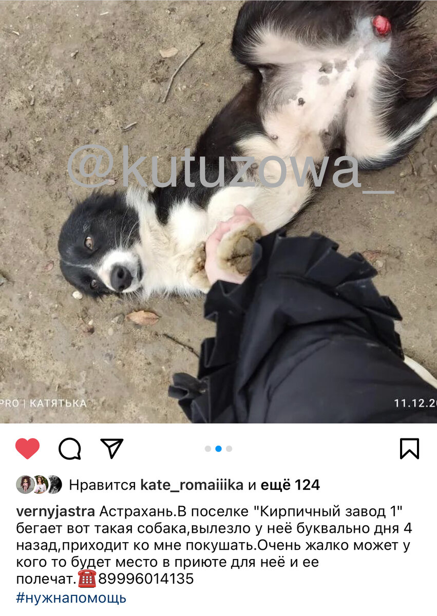 Пост в группе помощи животным 