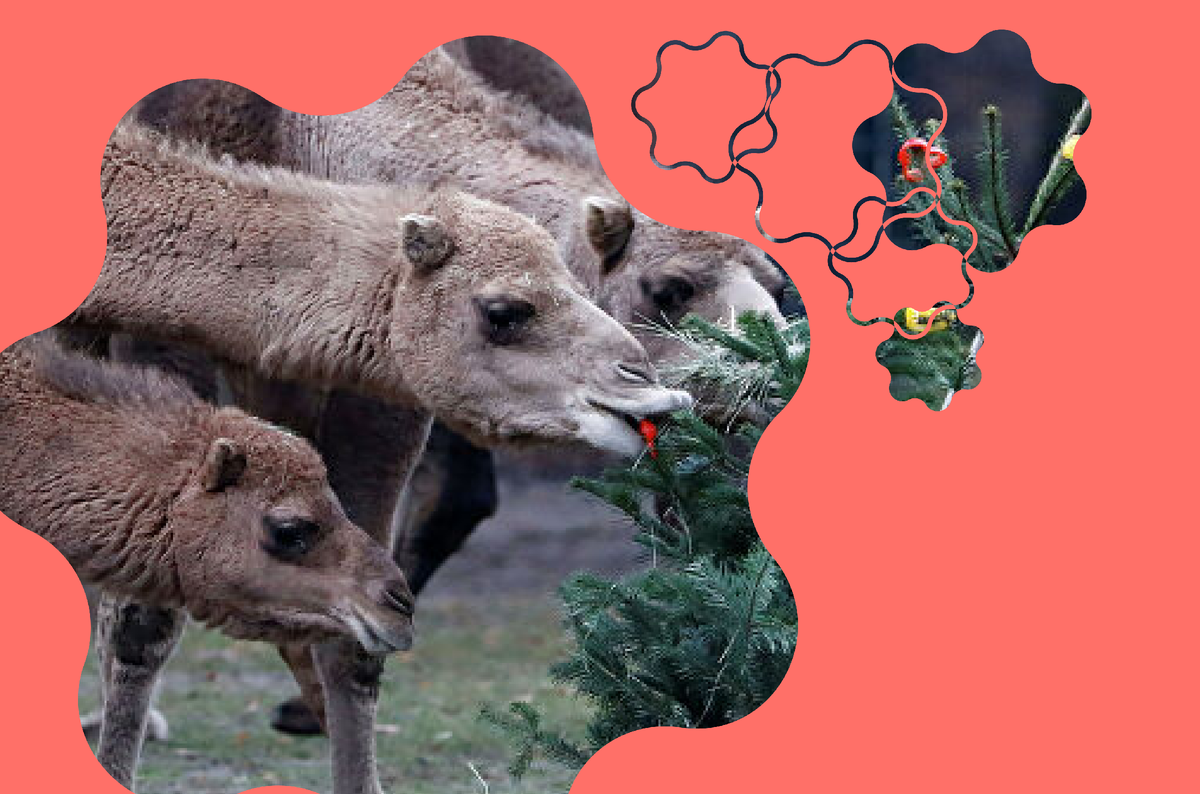 Ёлка - лакомство для многих животных