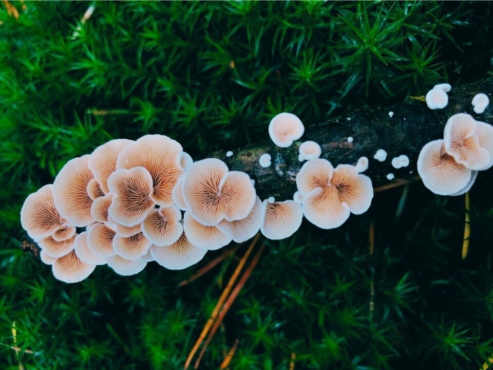 Фото: Guido Blokker, unsplash.com
