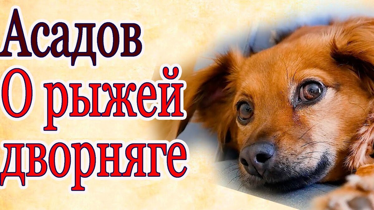 Эдуард Асадов Стихи о рыжей дворняге.
