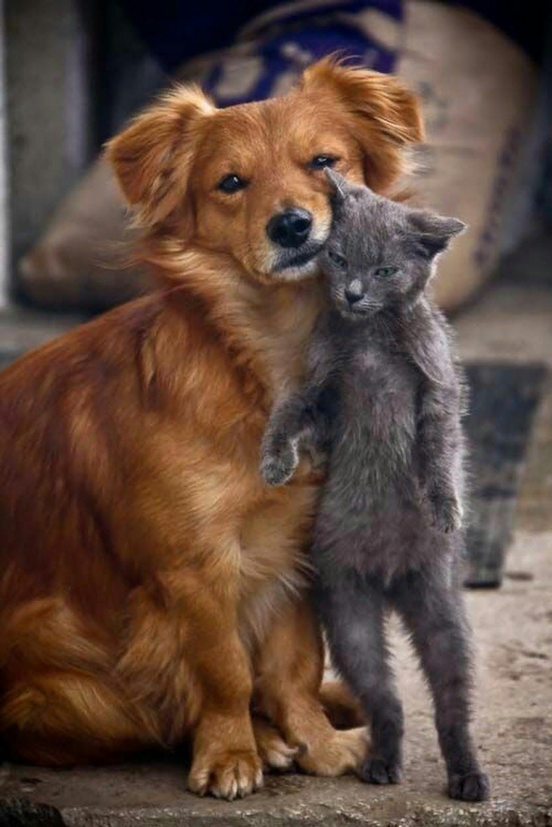 Про кошек и собак. Кошки и собаки. Дружба кошки и собаки. Объятия животных. Собаки обнимаются.