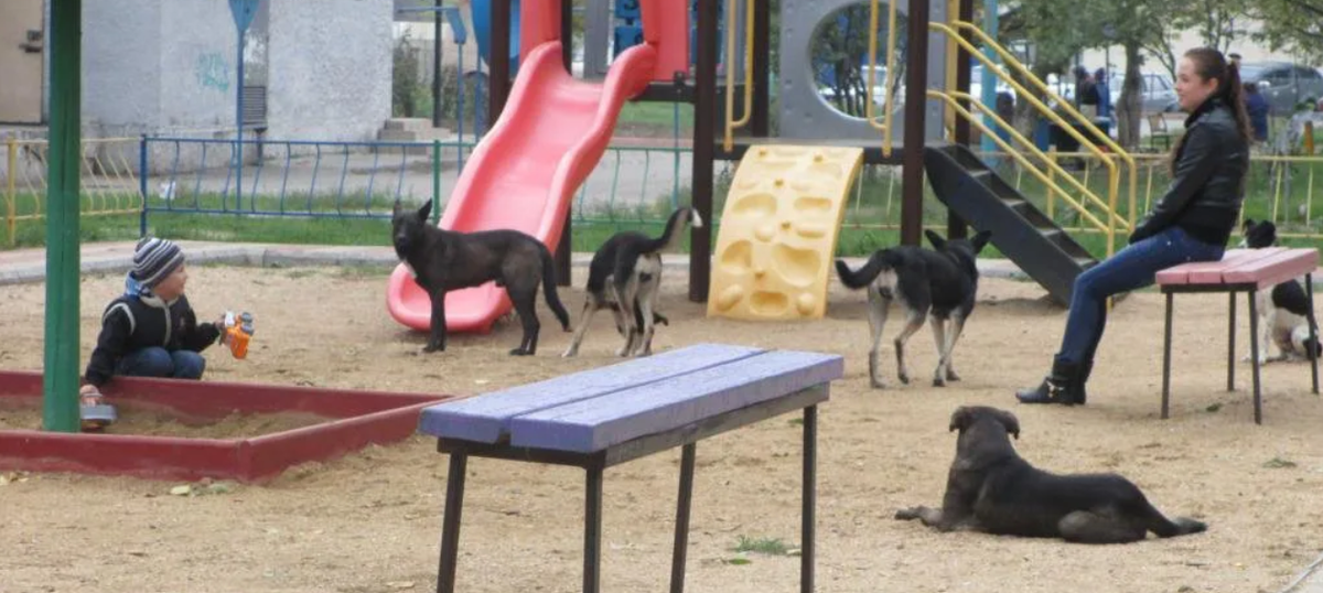 Гулять ли на детской площадке. Собака на детской площадке. Бродячие собаки на детской площадке. Площадка для собак. Выгул собак на детской площадке.
