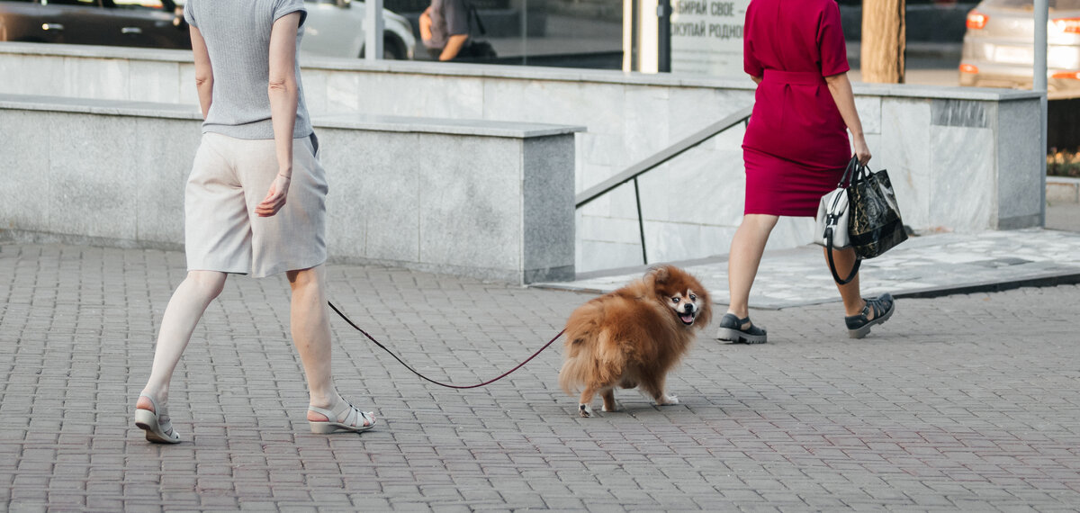 Шпиц в парке имени А. Матросова в Уфе, август 2021