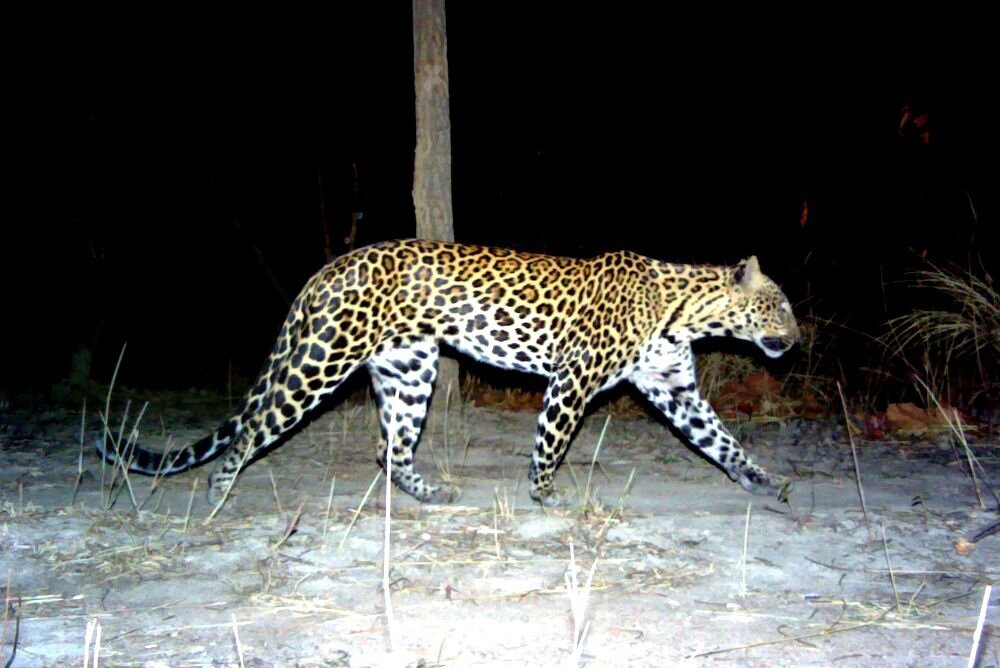 Индокитайский леопард (Panthera pardus delacouri) Panthera pardus delacouri была описана в 1930 году Пококом на основе шкуры леопарда из Аннам.