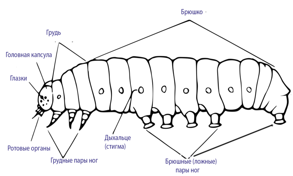 Фото из открытого источника