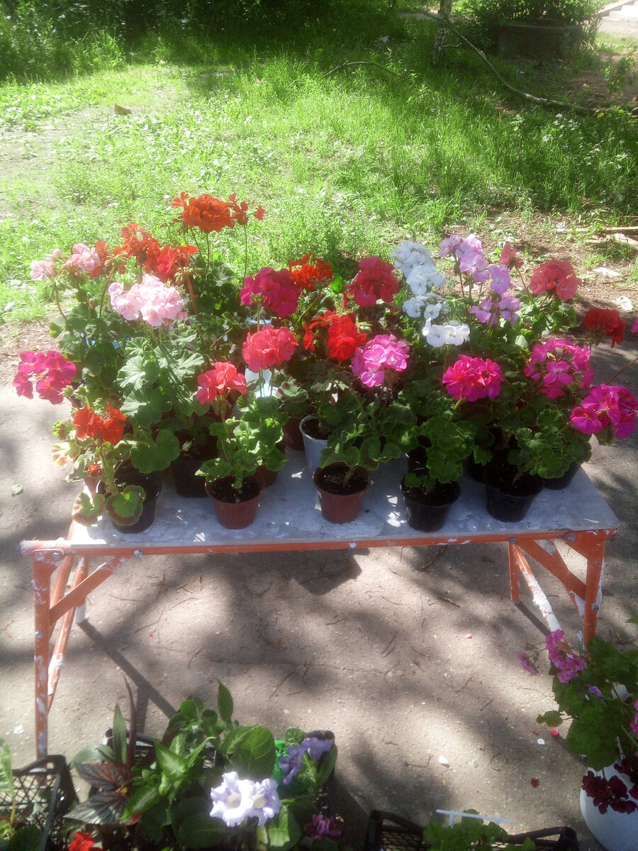 Вот такую красоту мы с вами будем учиться выращивать. От посева семян до цветения. В марте самое лучшее время для посева семян пеларгонии. Пеларгония успеет вырасти и зацвести до начала холодов. Примерно через 3-4 месяца вы сможете полюбоваться на красиво цветущие кустики пеларгонии.