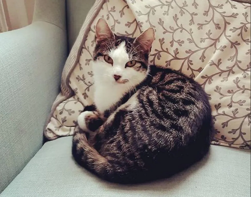 Кот пригласил бездомного котенка к себе домой и вырастил его самым ...