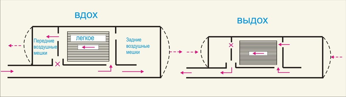 Нарисуйте схему процесса двойного дыхания птиц