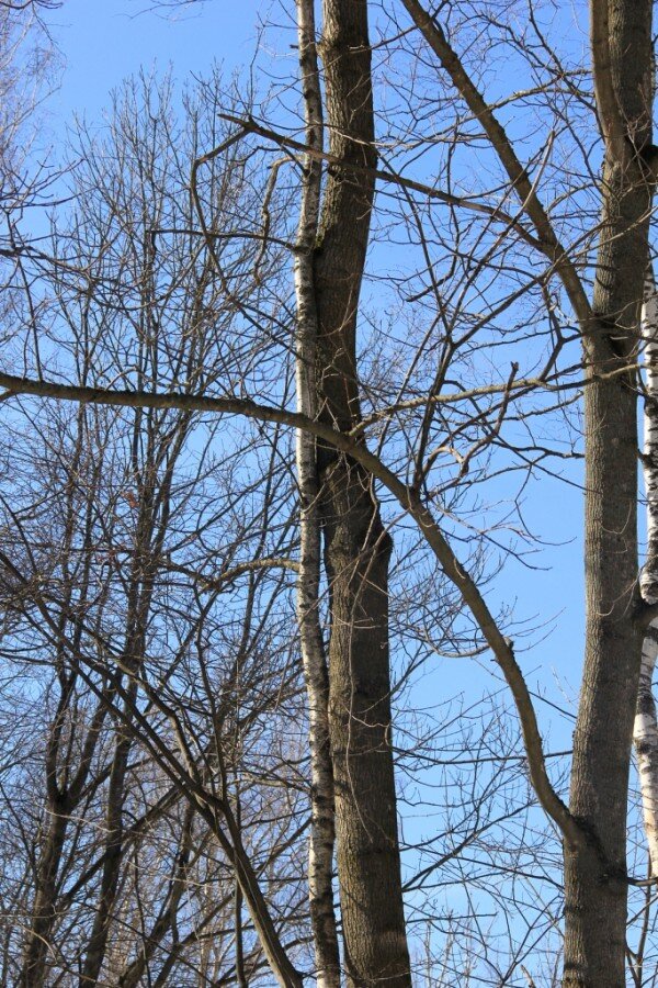 Дерево любви, Ясная поляна, фото из интернет