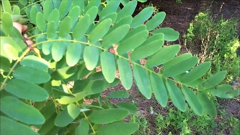 Цветет пышными гроздьями с июня до ноября! Уникальное быстрорастущее ...