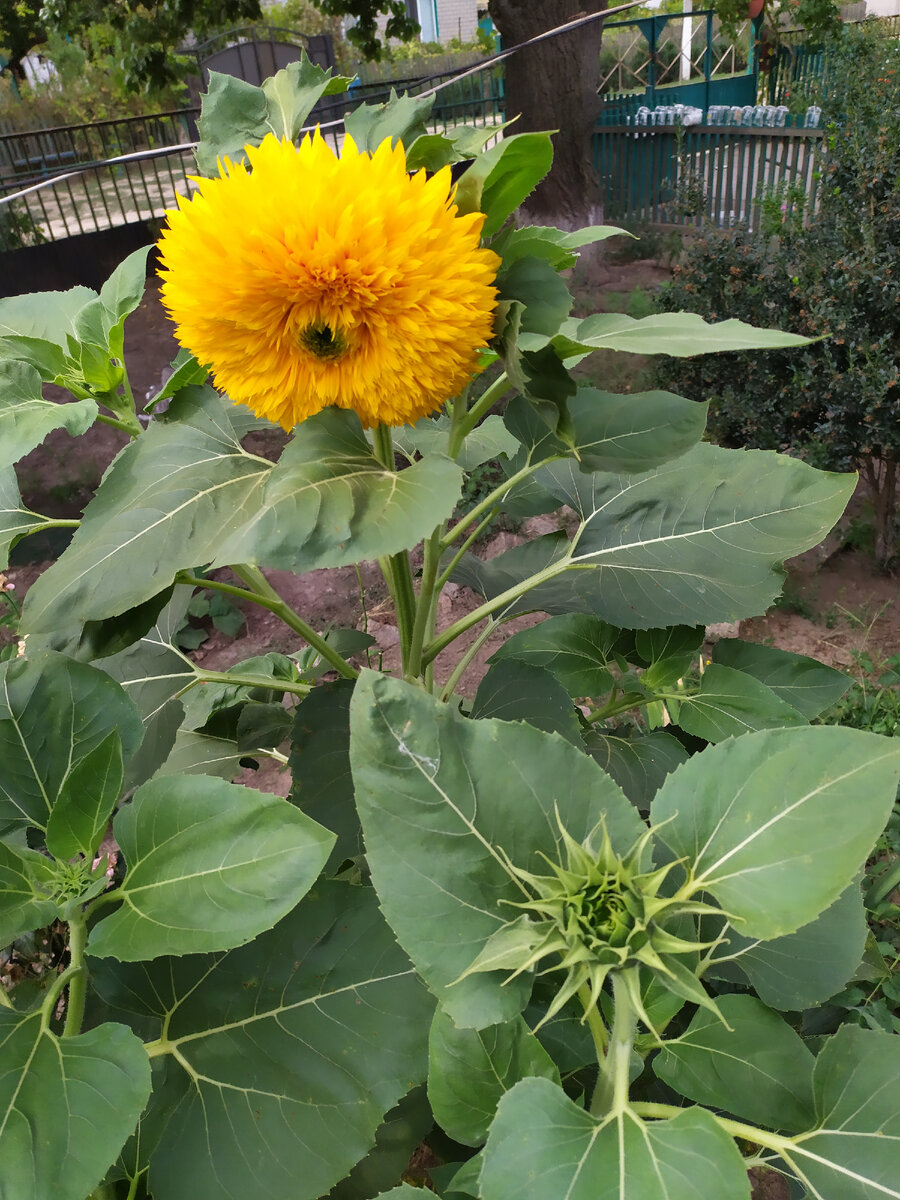 Проращиваю семена подсолнуха Медвежонок