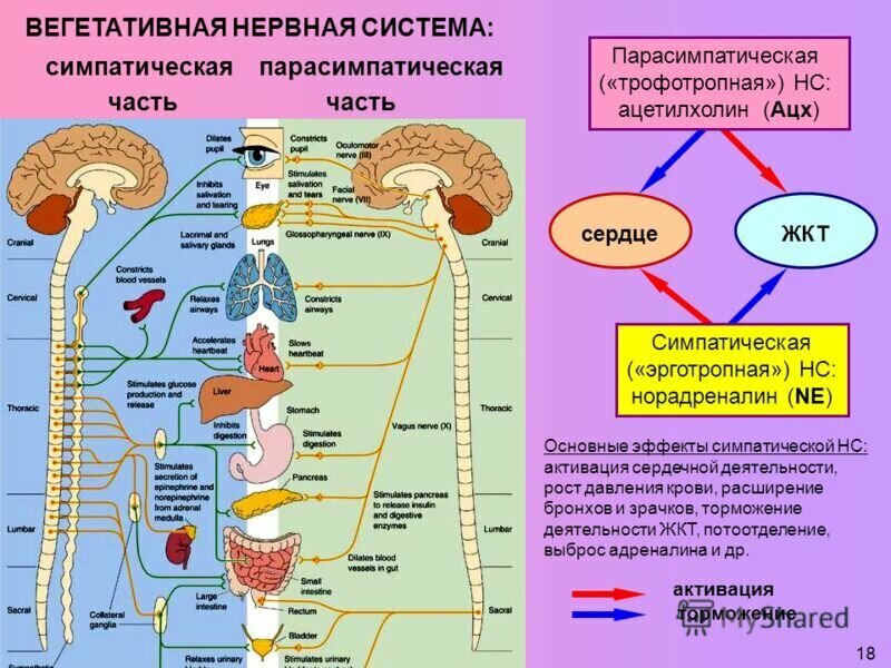 Схема работы симпатической и парасимпатической нервных систем