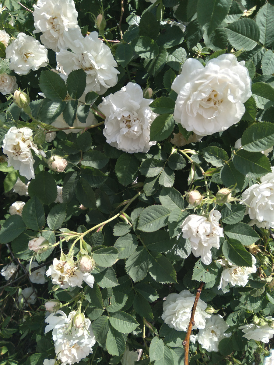 Шиповник шикарно цветёт💥