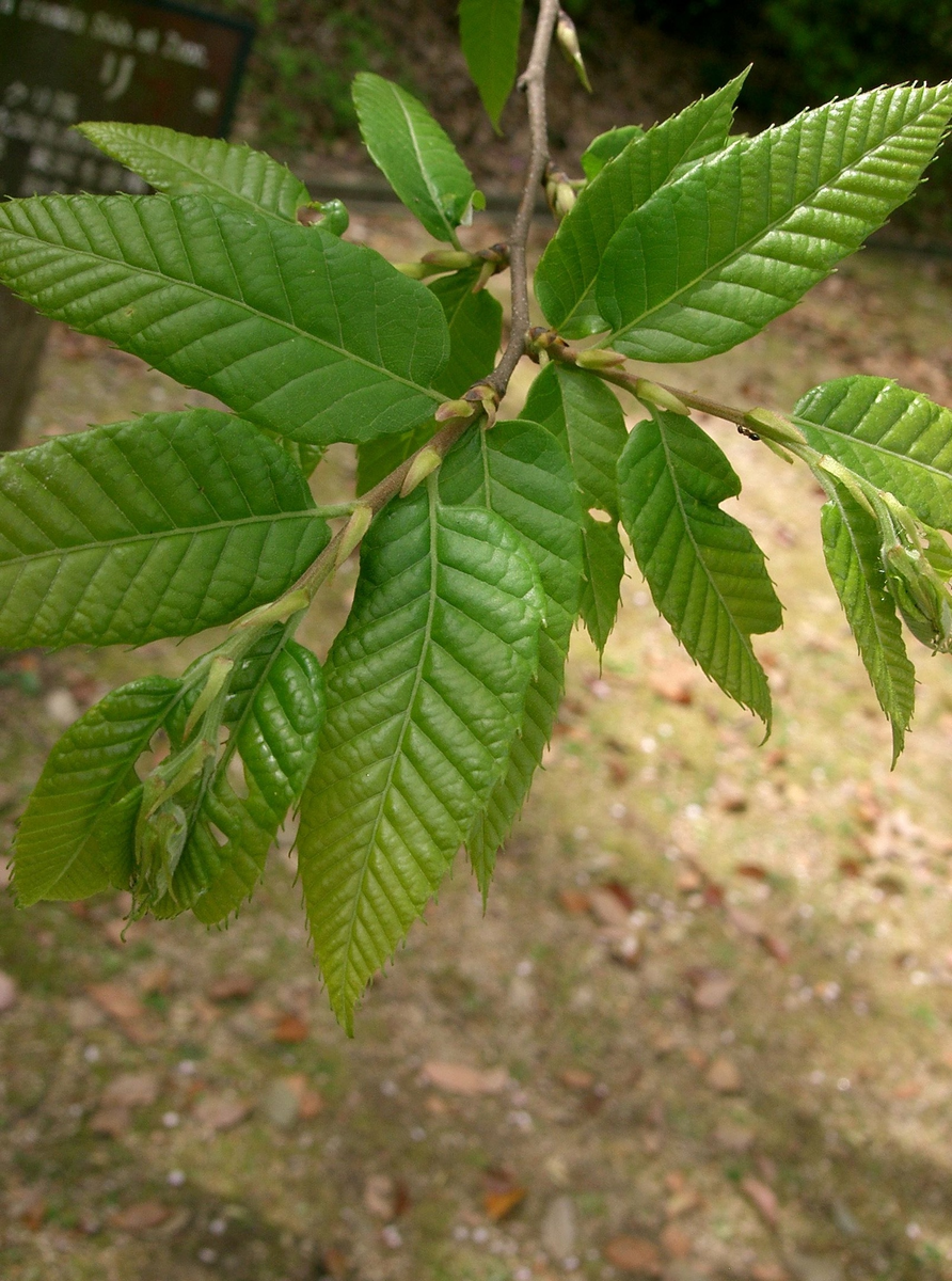 Каштан листья фото. Castanea crenata. Каштан японский городчатый. Каштан конский городчатый. Городчатый каштан листья.