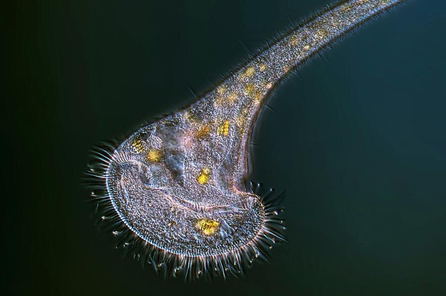 Хищная инфузория-трубач.