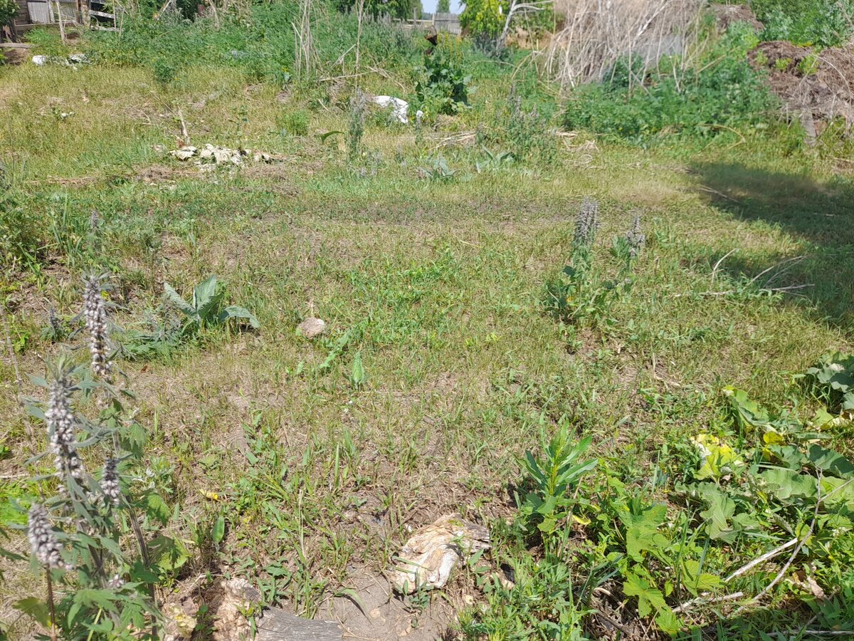 огород. телята три недели назад съели траву, так новой и не наросло