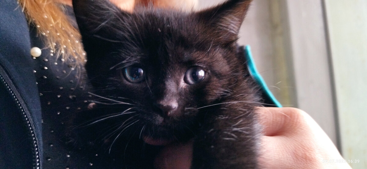 Черный британский котёнок.