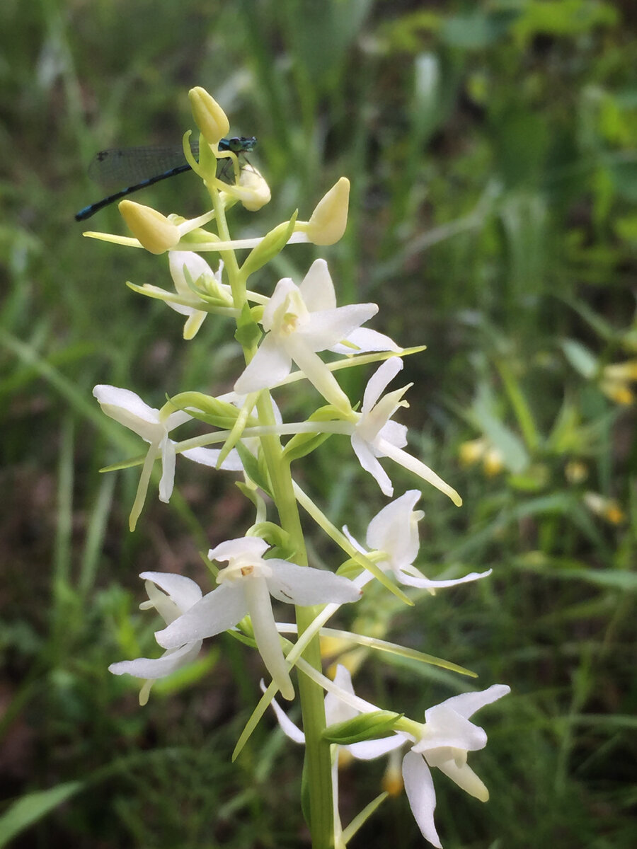 Удивительные соцветия 