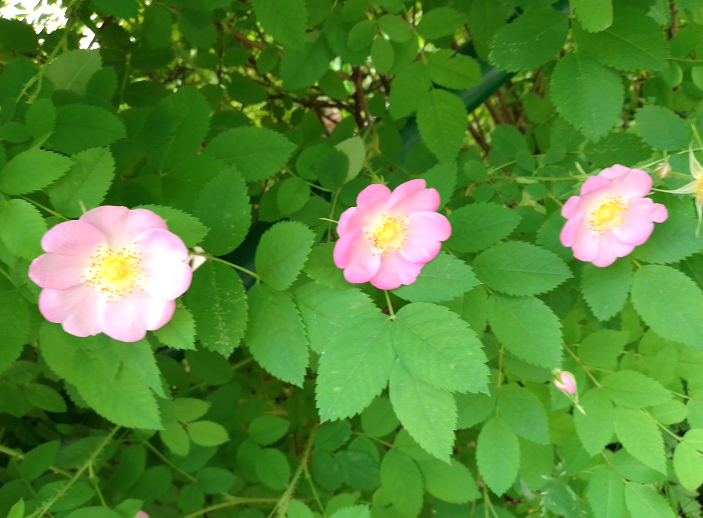 Просто жизнь