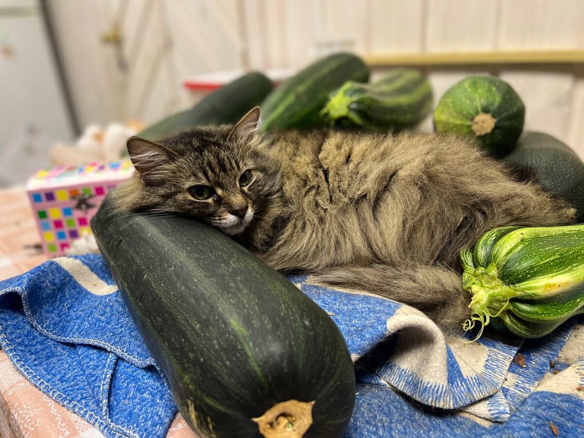 Подобно дракону на груде сокровищ Муся охраняет кабачки 