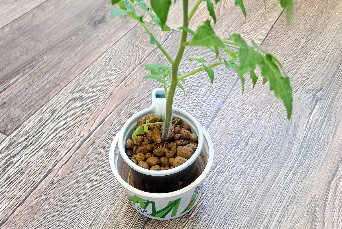 Гидропоника