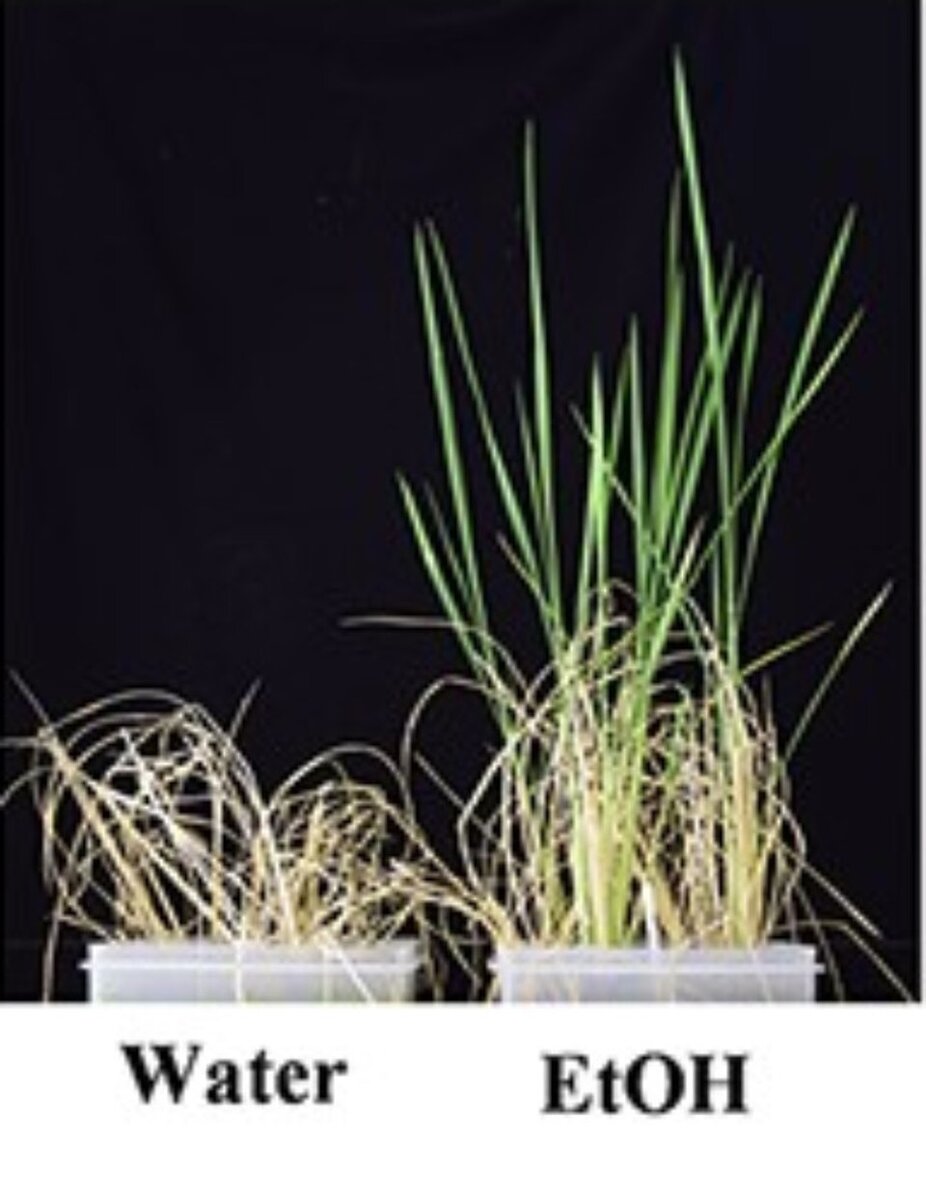     Эксперимент: справа почву полили раствором этанола, слева – нет.