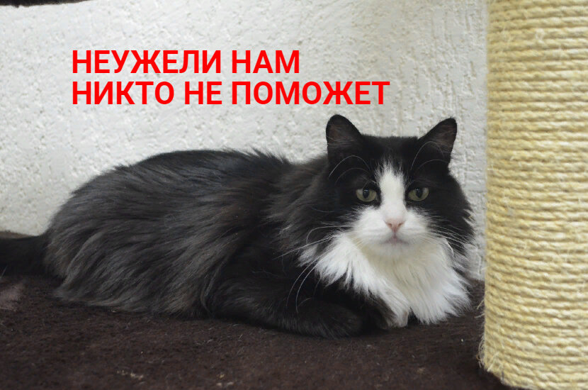 Семен