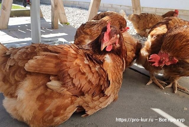 Что нужно знать про болезни цыплят бройлеров, их симптомы и лечение?