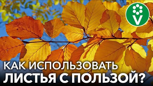 Как правильно использовать опавшую листву с пользой для сада и огорода? Листья - ценное удобрение и не только