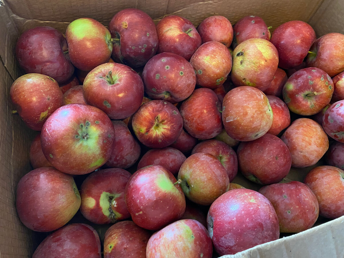 Яблочки белорусские