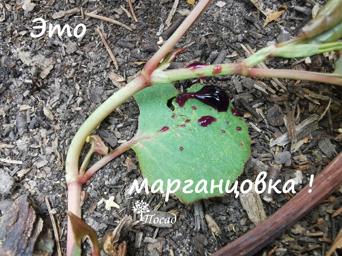 Эпичная фотография получилась, настоящая борьба. Я даже сомневалась, стоит ли её публиковать, вдруг не в меру чувствительные читатели разволнуются. Но на снимке очень хорошо видно, как жидкость не задерживается на листе гречихи, а скатывается с него. Поэтому для лучшего взаимодействия с гербицидом нужен прилипатель. На всякий случай я написала прямо на снимке, что красные капли - это марганцовка. 
