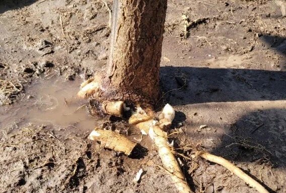 После вырезания фрагмента удушающего корня