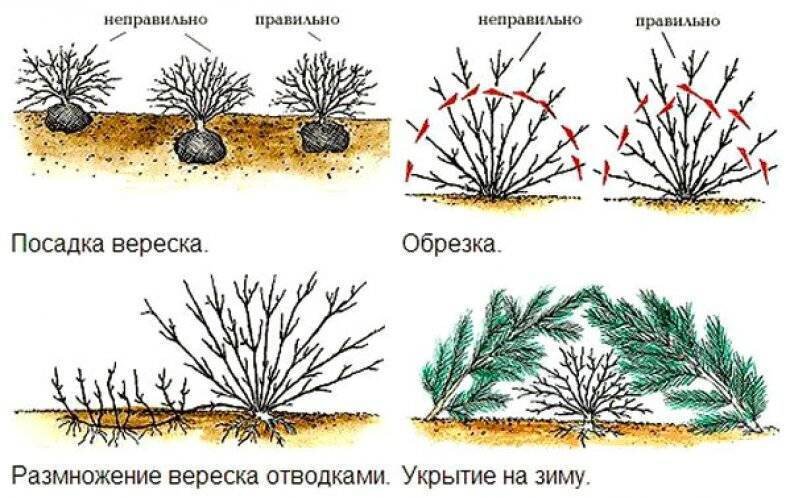 Эустома растение из семейства Вересковых.