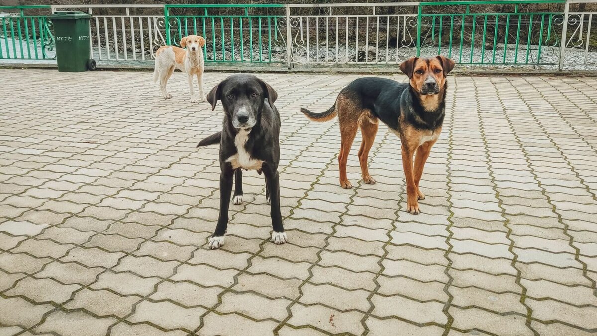     В Казани местные жители пожаловались на злых собак, которые бегают по частному сектору. Соответствующая публикация появилась в паблике «в Казани поймут» социальной сети «ВКонтакте».