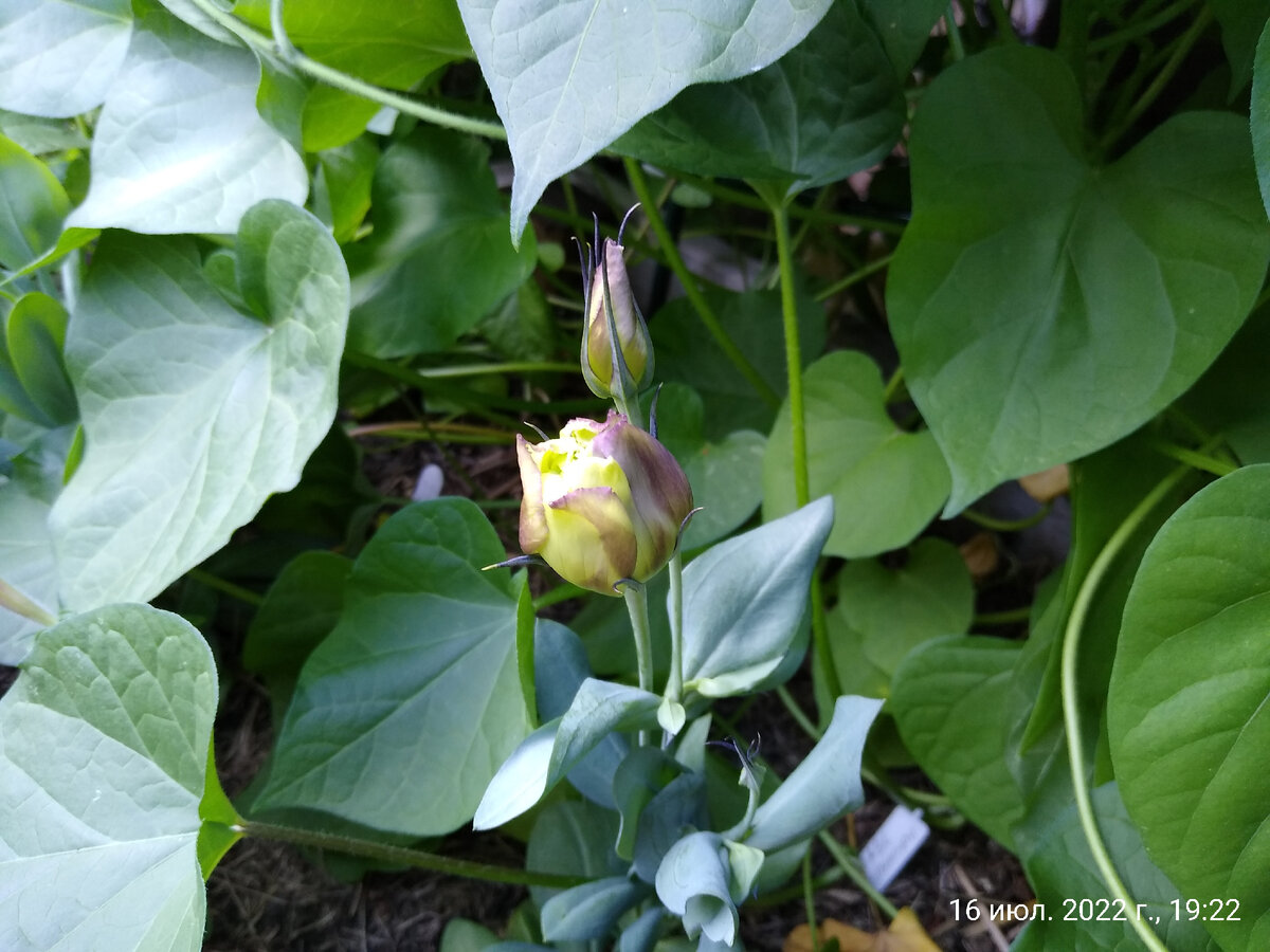 Начавшийся раскрываться бутон эустомы сорта ABC Пурпурная. 