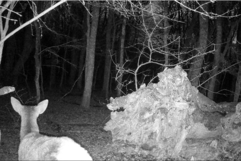     Фотоловушки действуют и в темное время суток. Фото: Департамент природных ресурсов и экологии города Севастополя/VK
