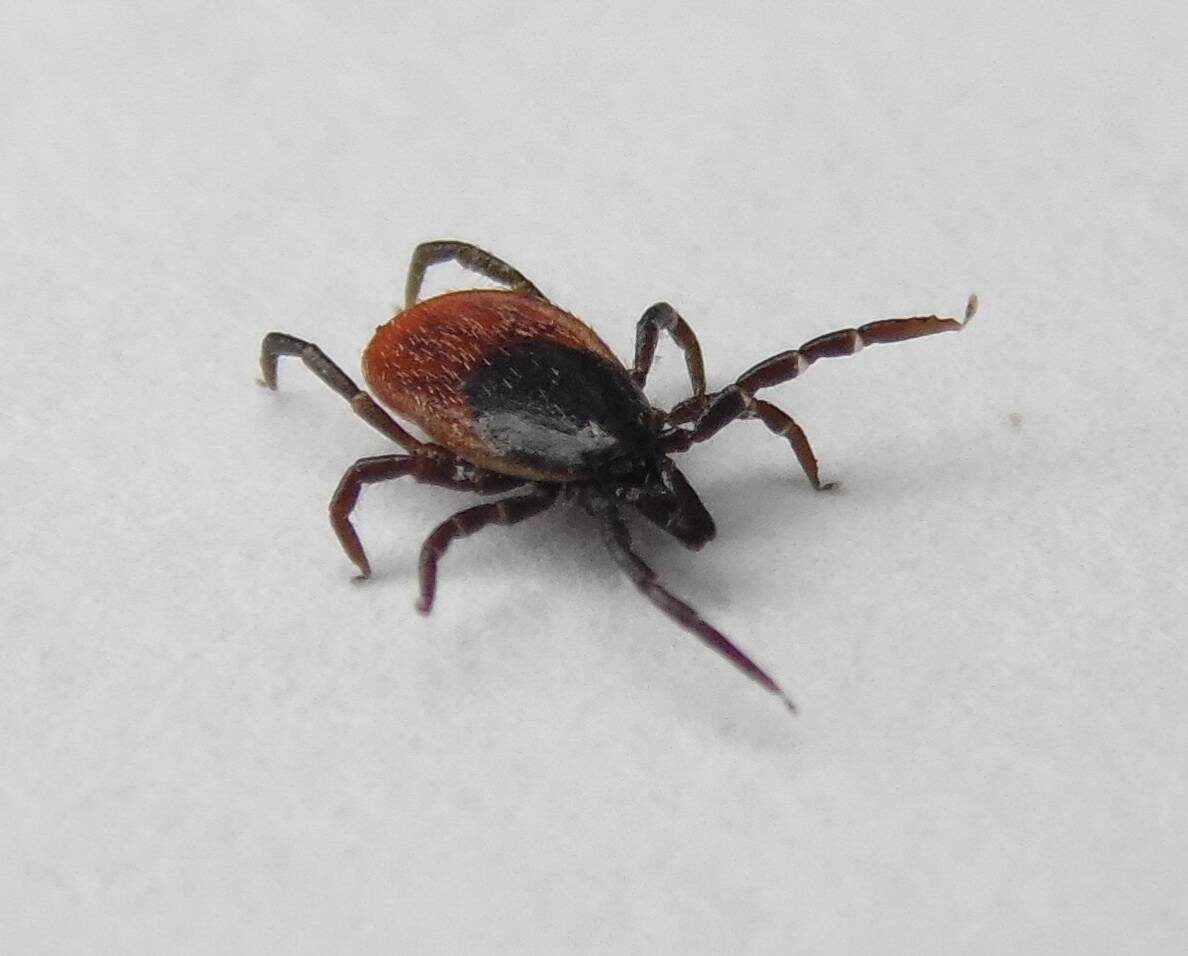 Таёжный клещ обитает в основном в Европейской части страны