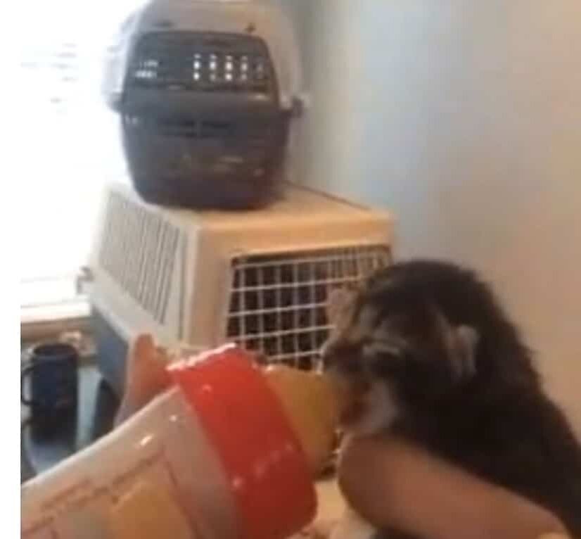 В приюте. Источник фото: https://thebestcatpage.com/a-tiny-kitten-falls-down-from-the-sky/