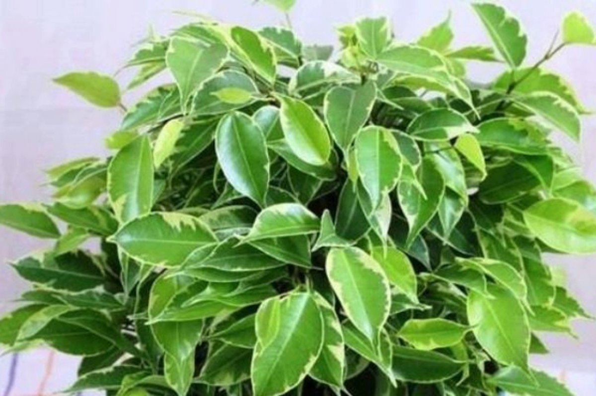    Для оформления экспозиции с ящерицами зоопарку нужны фикусы