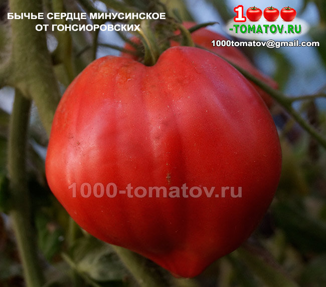 Бычье Сердце минусинское от Гонсиоровских ФОТО 1