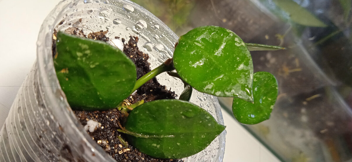 Hoya lacunosa и Hoya krohniana - это одно и то же? | влюблённая в ХОЙИ ...