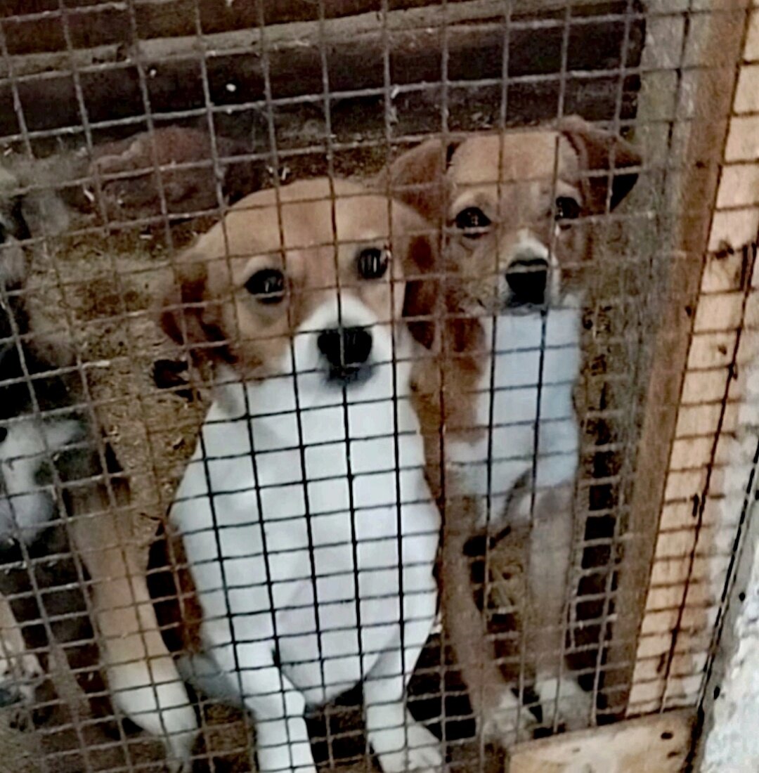 Вот таких сестренок подкинули в отлов