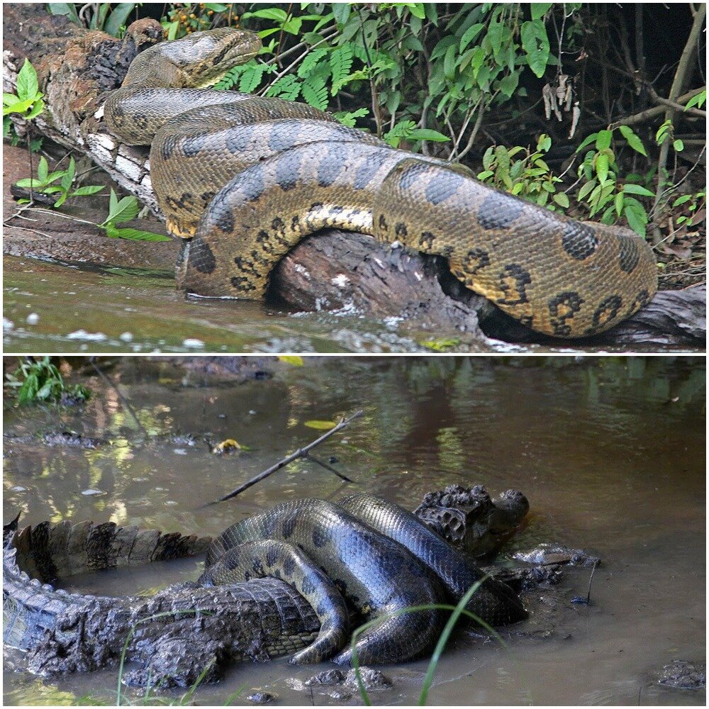 Крокодил самый опасный речной. Анаконда в Амазонке. Южная Америка Амазонка Анаконда. Река Амазонка змея Анаконда.