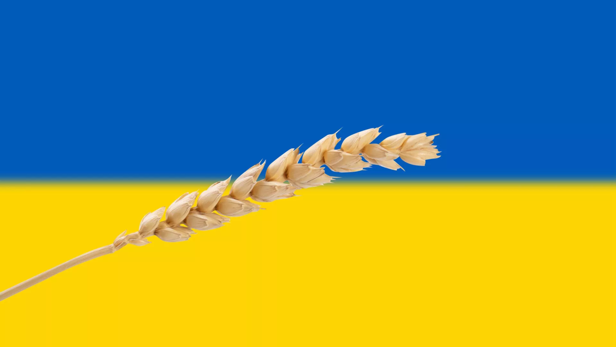 CC BY 2.0 / Jernej Furman / Wheat spikelets on flag of Ukraine, closeup