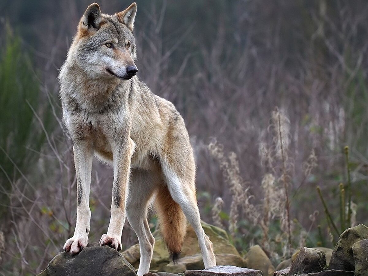 стая тундровых волков. волк лежит вид сбоку. волчье логово волков. стая волков в деревне. волк, волчица, волчата – волчье логово,.