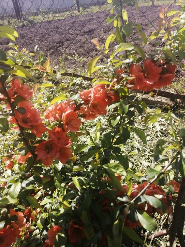 Весна 2020 года. / фото автора.