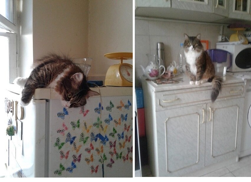 Кузнечик, теперь Ася (уехала домой 18.04.20) - фото из дома