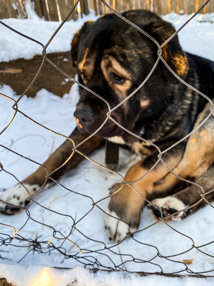Защитник от белых медведей 