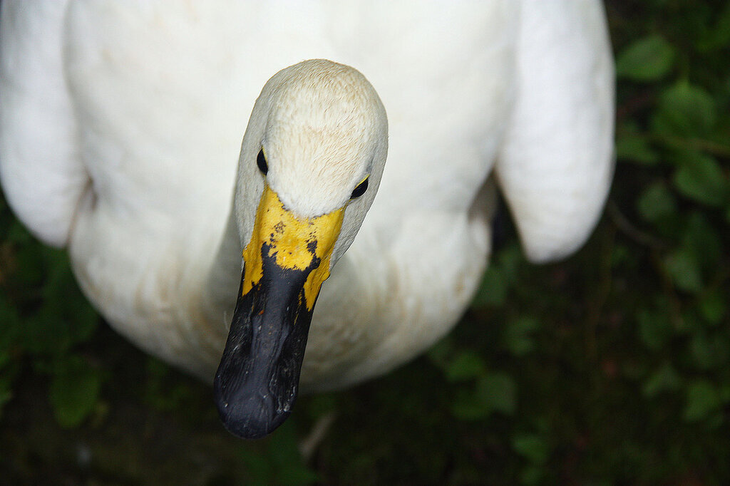 Разрешите представиться - Иннокентий!